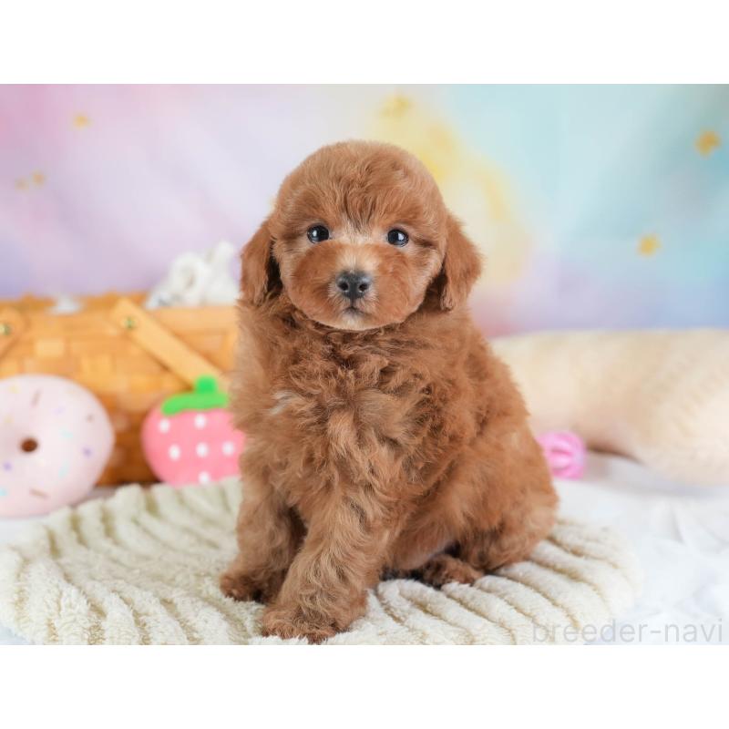 販売中の埼玉県のトイプードル-441006の6枚目