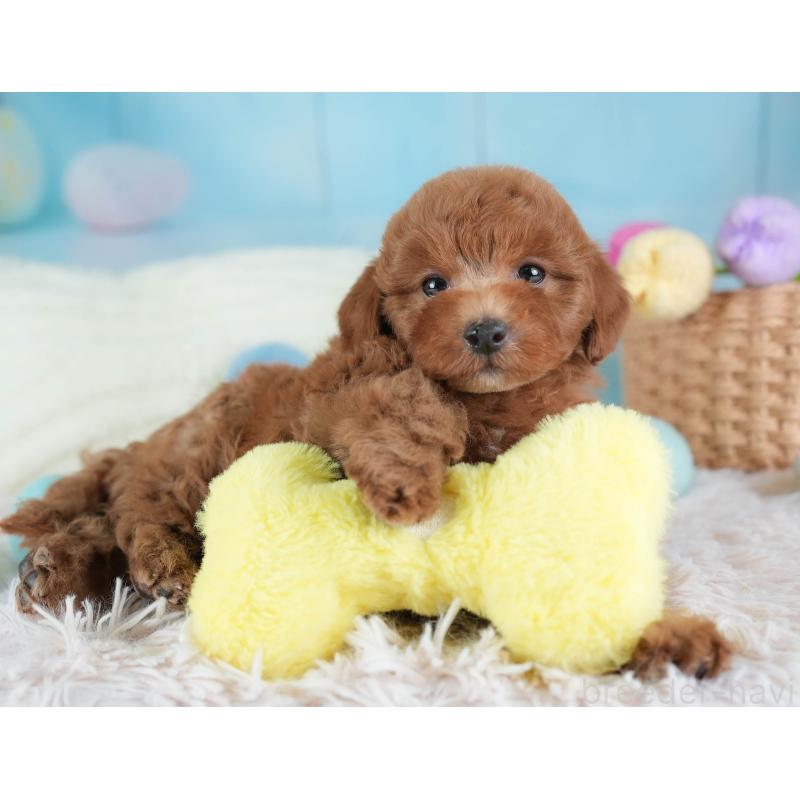 販売中の埼玉県のトイプードル-441006の5枚目