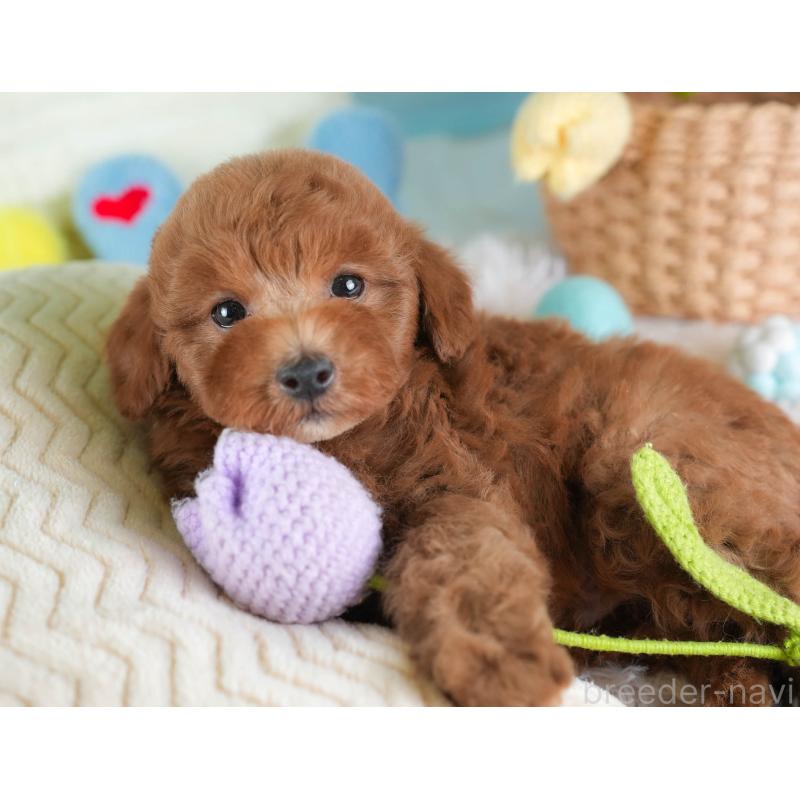 販売中の埼玉県のトイプードル-441006の4枚目