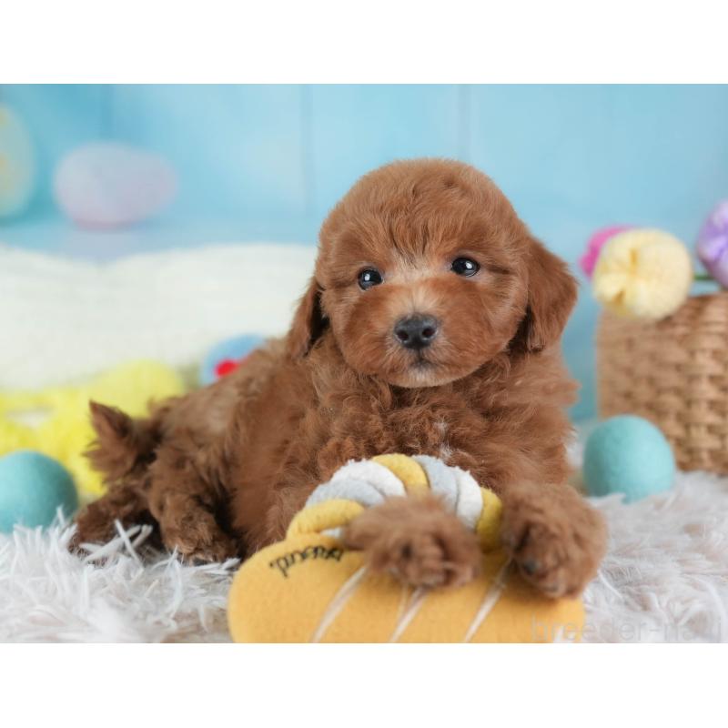 販売中の埼玉県のトイプードル-441006の3枚目