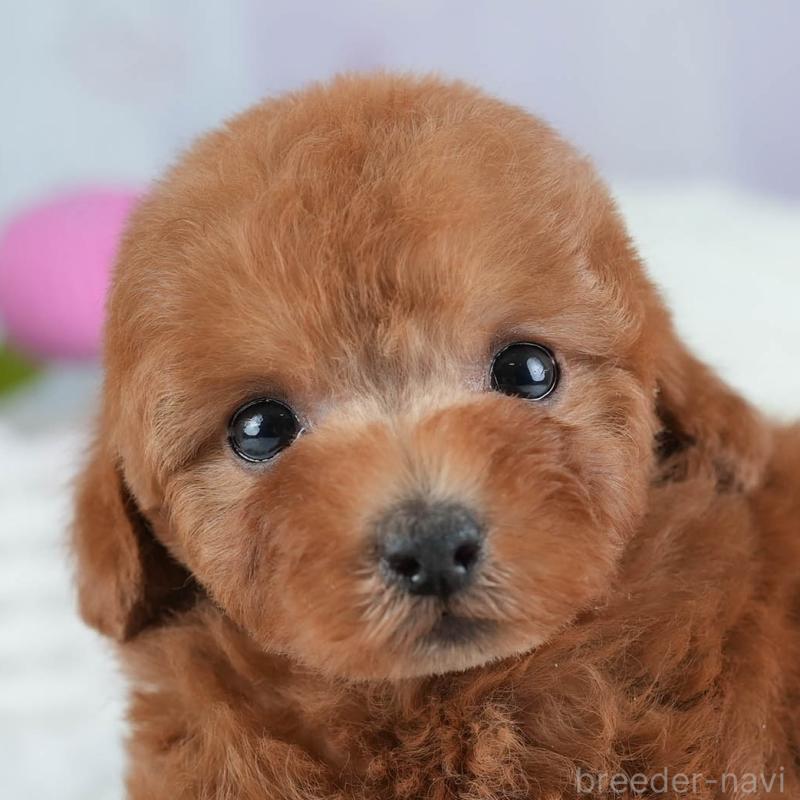 販売中の埼玉県のトイプードル-441007の1枚目