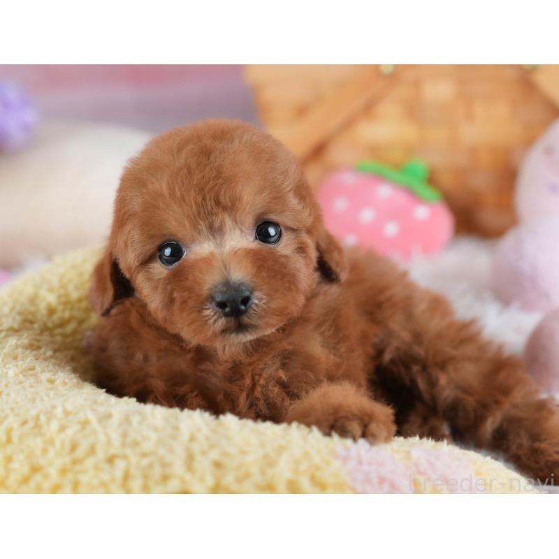 販売中の埼玉県のトイプードル-441007の11枚目