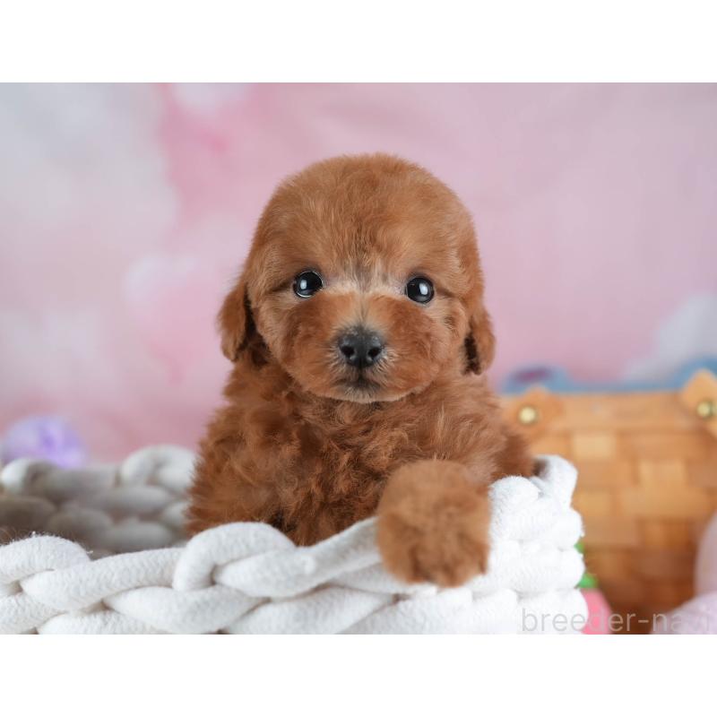 販売中の埼玉県のトイプードル-441007の10枚目