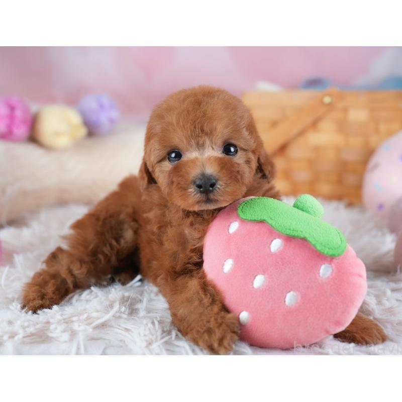 販売中の埼玉県のトイプードル-441007の9枚目