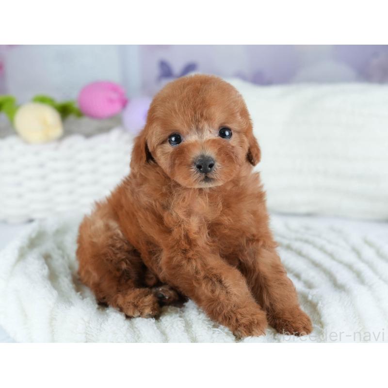 販売中の埼玉県のトイプードル-441007の8枚目