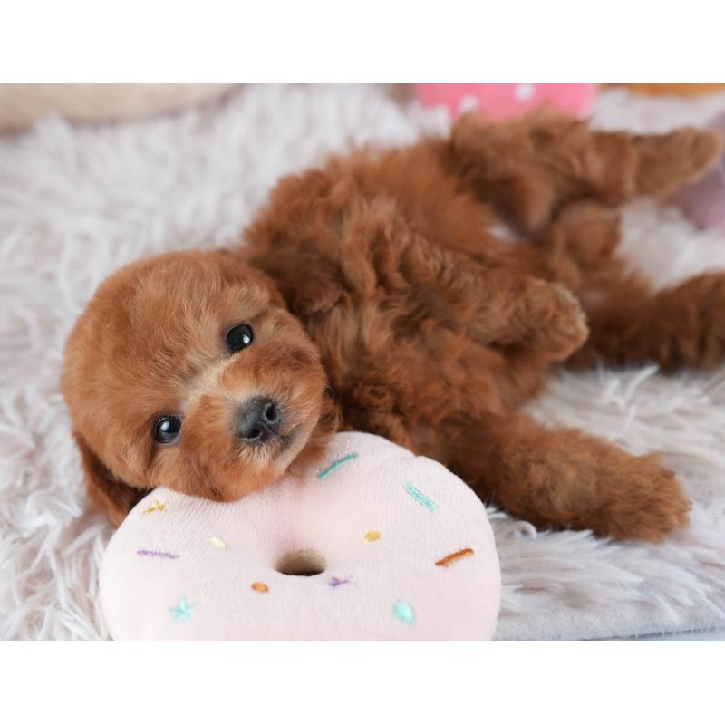 販売中の埼玉県のトイプードル-441007の7枚目