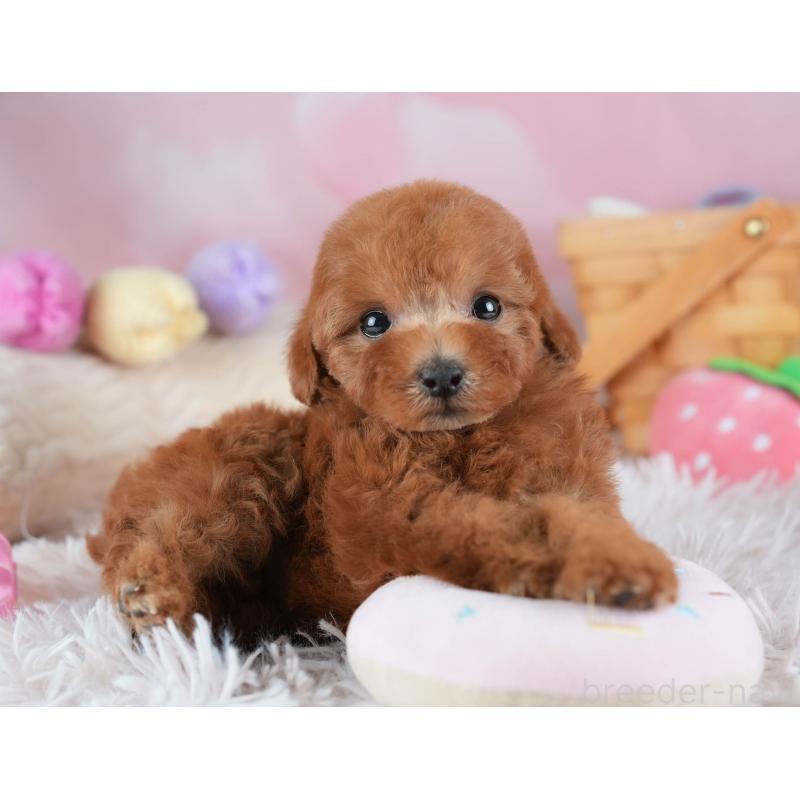 販売中の埼玉県のトイプードル-441007の6枚目