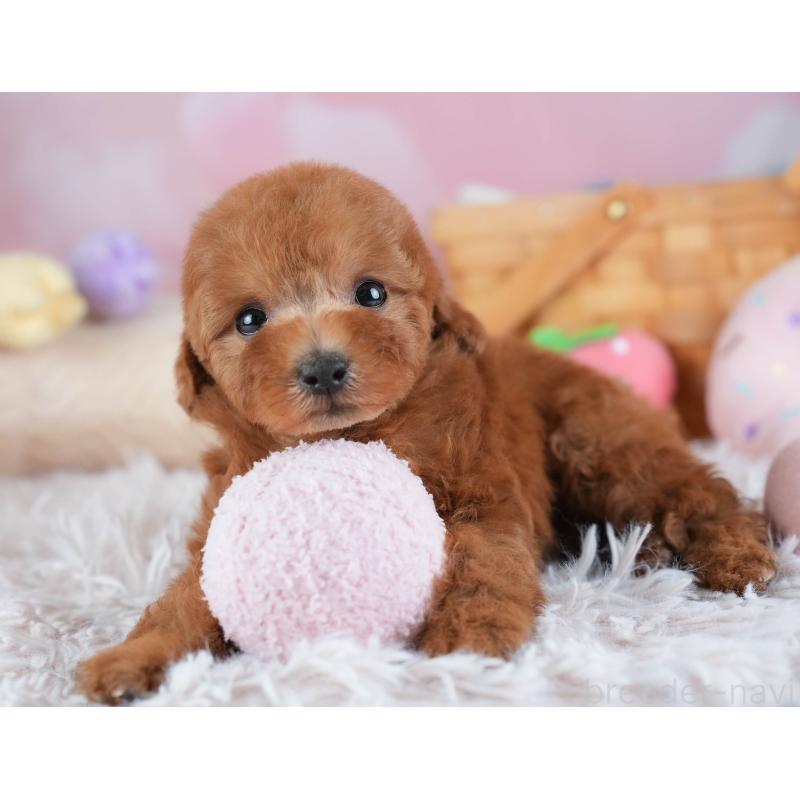 販売中の埼玉県のトイプードル-441007の5枚目