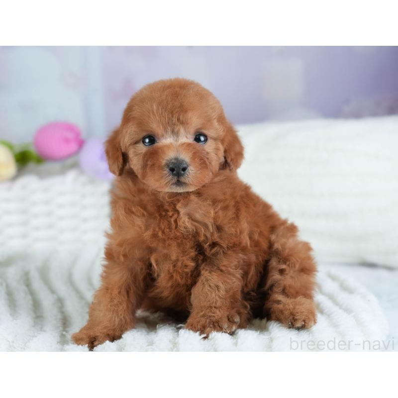 販売中の埼玉県のトイプードル-441007の4枚目