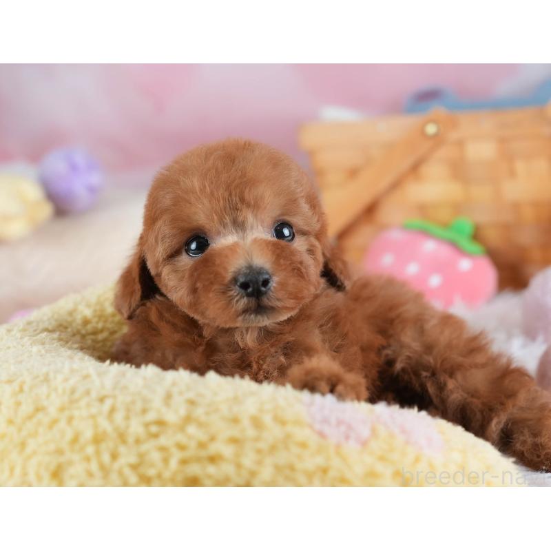 販売中の埼玉県のトイプードル-441007の3枚目