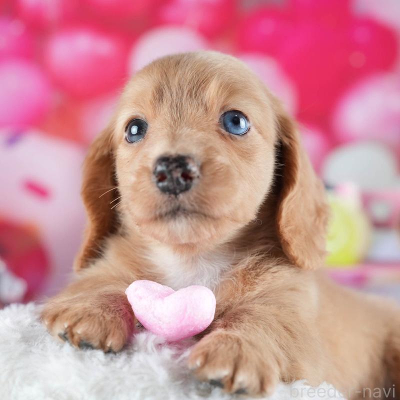 販売中の茨城県のミニチュアダックスフンド(ロングヘアード)-441009