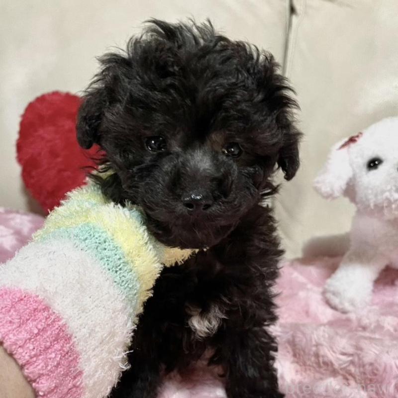 販売中の鹿児島県のタイニープードル-441011