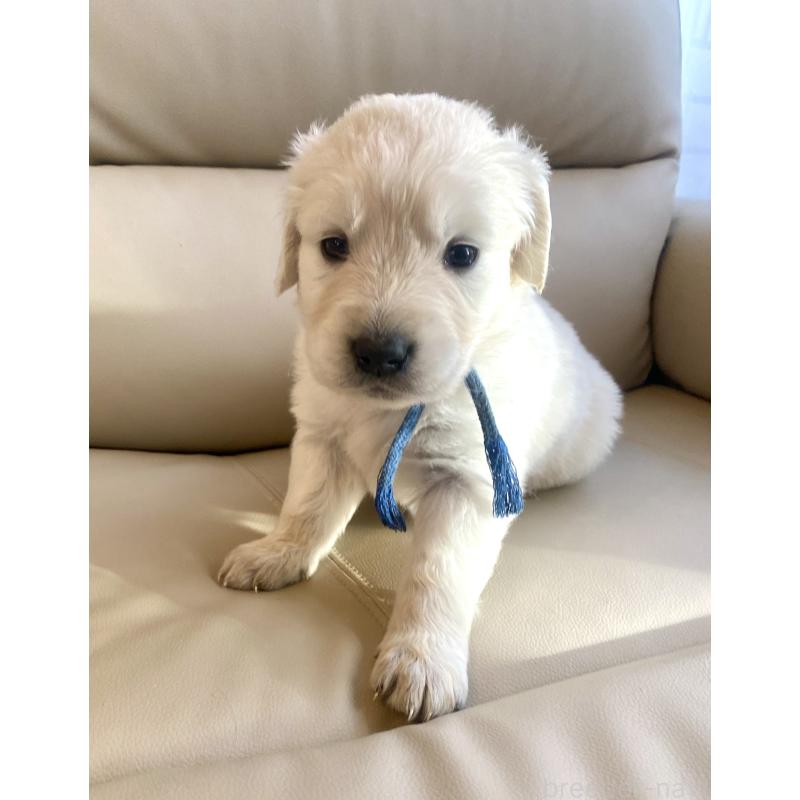 販売中の東京都のゴールデンレトリーバー-440367の74枚目