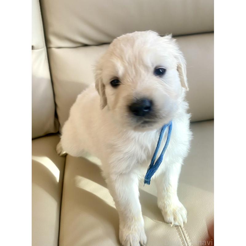 販売中の東京都のゴールデンレトリーバー-440367の73枚目