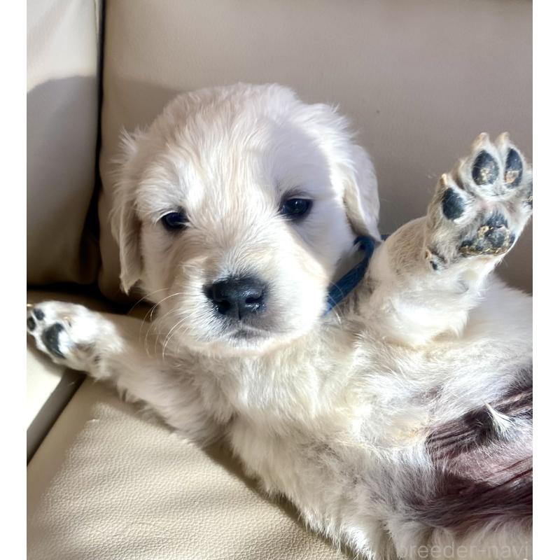 販売中の東京都のゴールデンレトリーバー-440367の71枚目