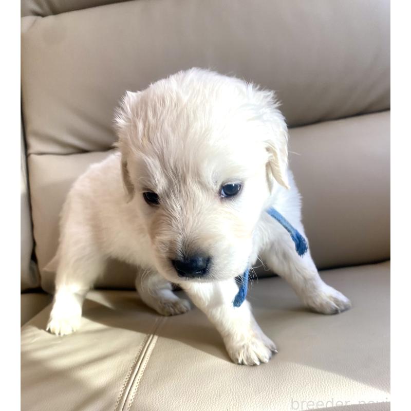 販売中の東京都のゴールデンレトリーバー-440367の70枚目