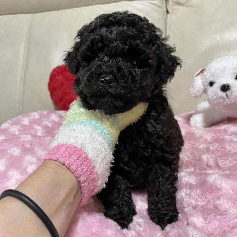 販売中の鹿児島県のトイプードル-441013