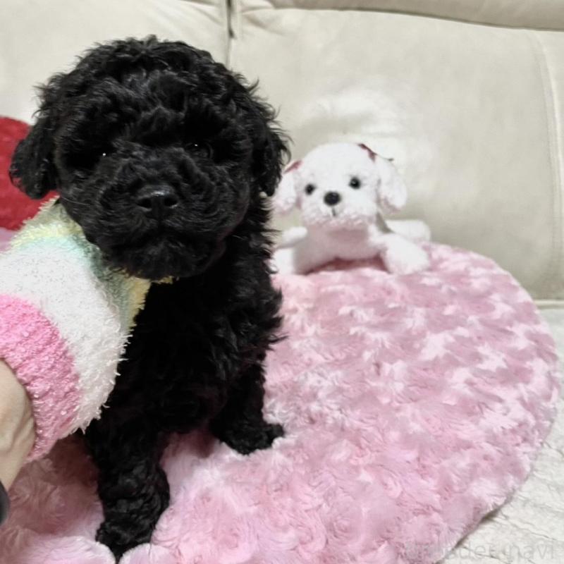 販売中の鹿児島県のトイプードル-441013の4枚目