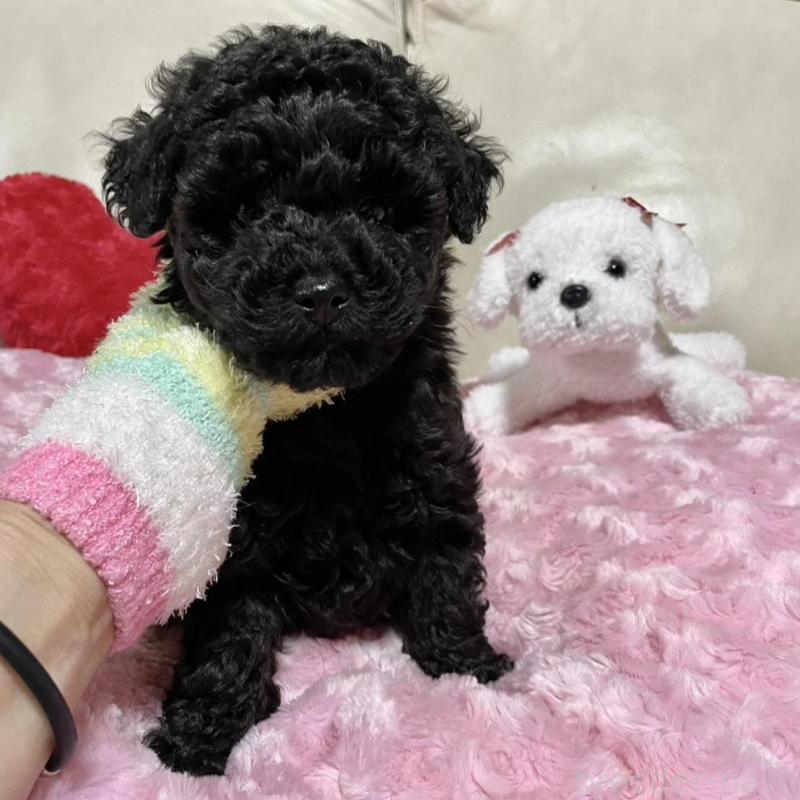 販売中の鹿児島県のトイプードル-441013の3枚目