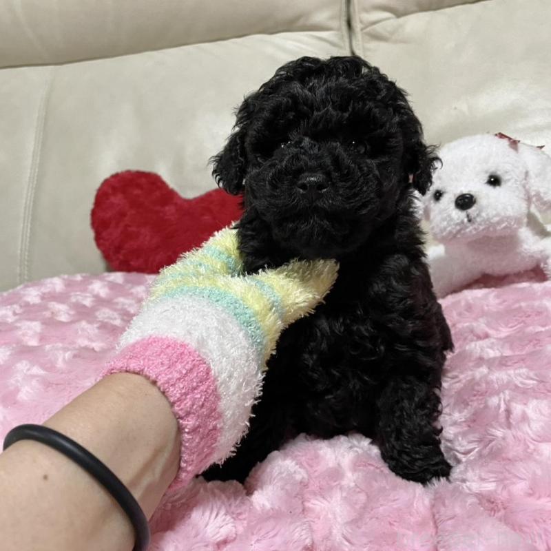 販売中の鹿児島県のトイプードル-441013の2枚目