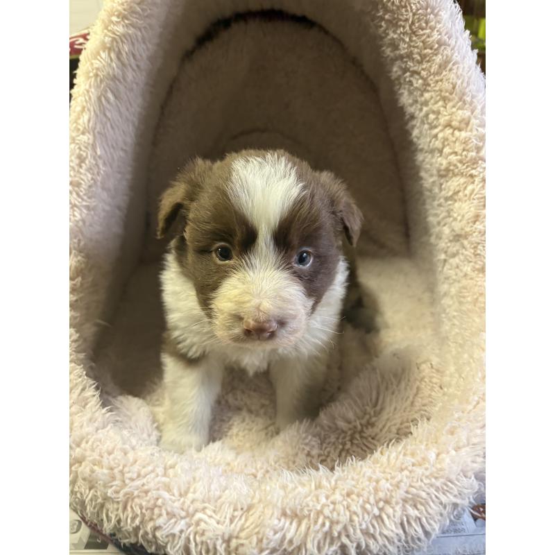 販売中の兵庫県のボーダーコリー-441017の1枚目