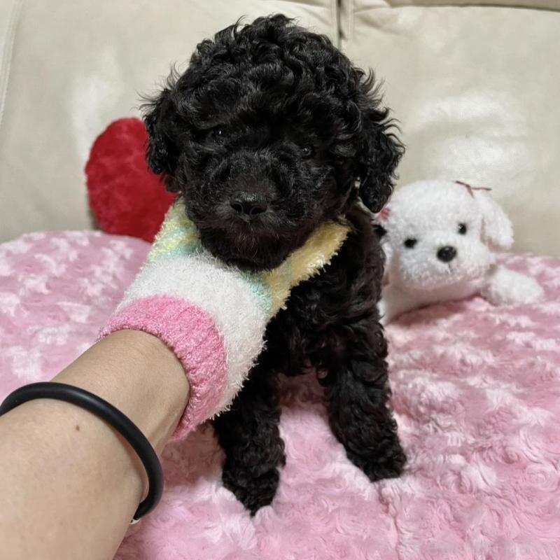 販売中の鹿児島県のトイプードル-441016の1枚目