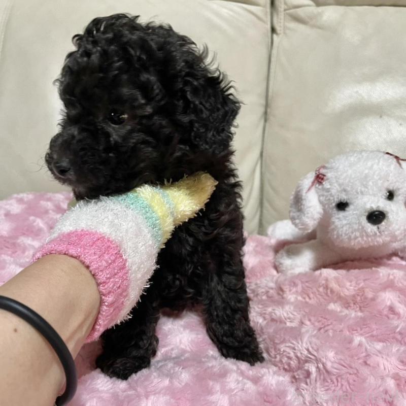 販売中の鹿児島県のトイプードル-441016の4枚目