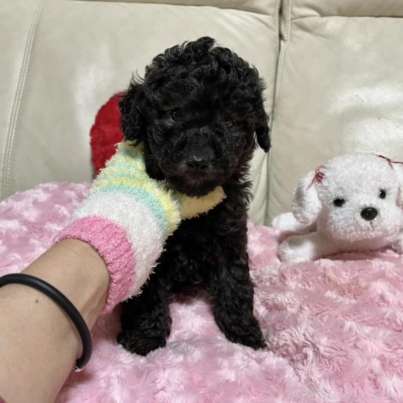 販売中の鹿児島県のトイプードル-441016の3枚目