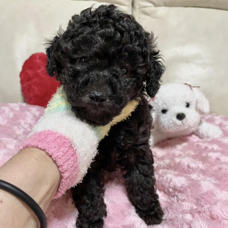 販売中の鹿児島県のトイプードル-441016の2枚目