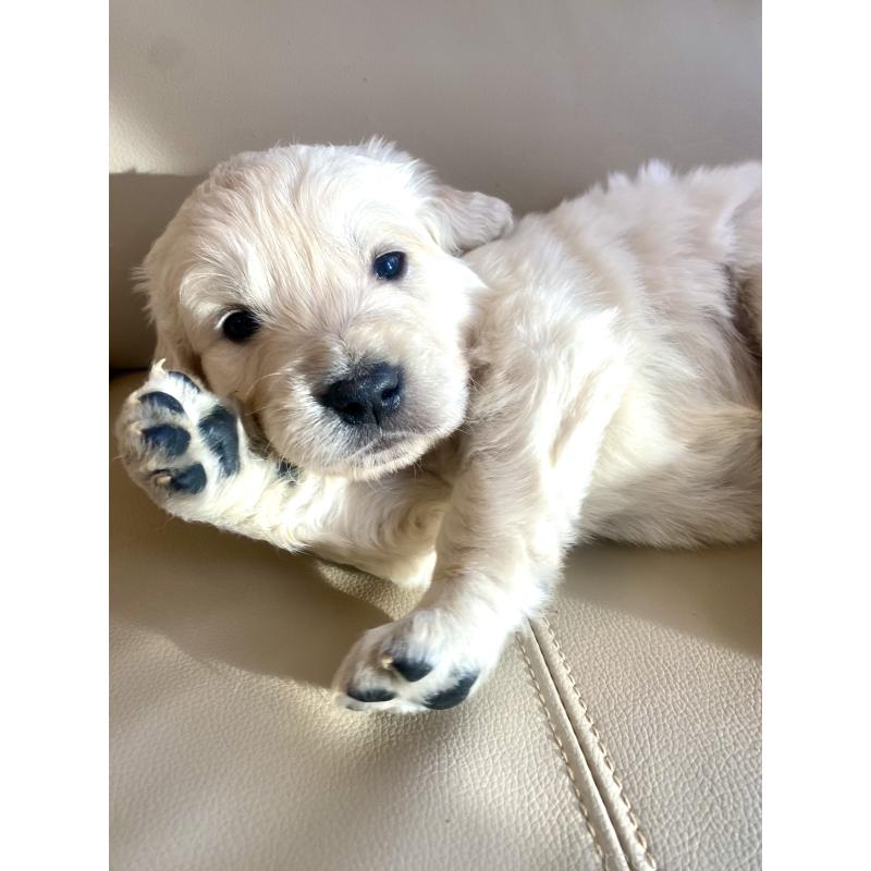 販売中の東京都のゴールデンレトリーバー-440376の67枚目