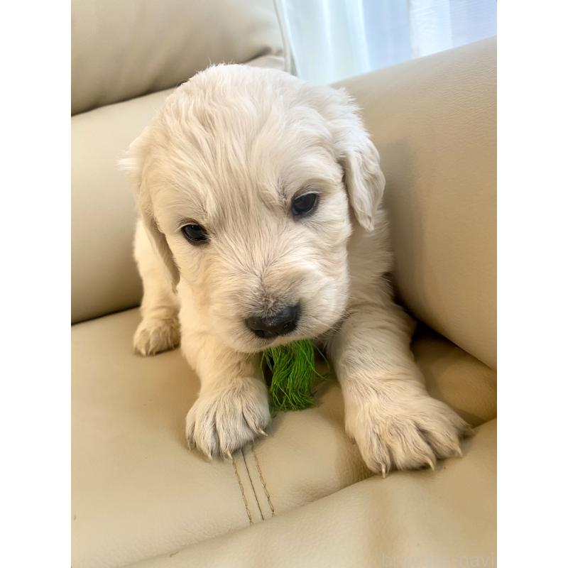 販売中の東京都のゴールデンレトリーバー-440376の66枚目