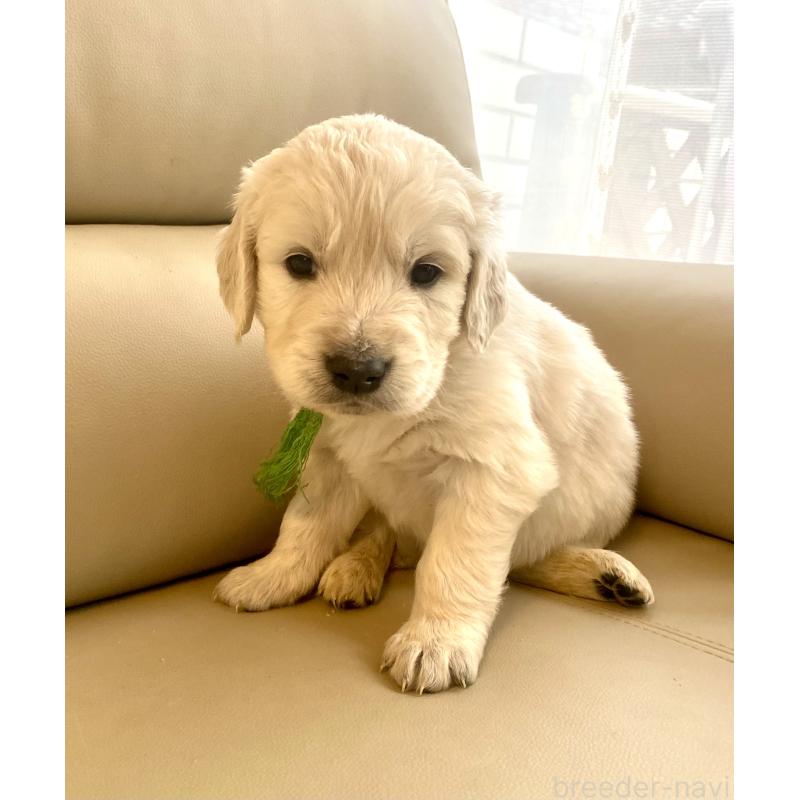 販売中の東京都のゴールデンレトリーバー-440376の65枚目