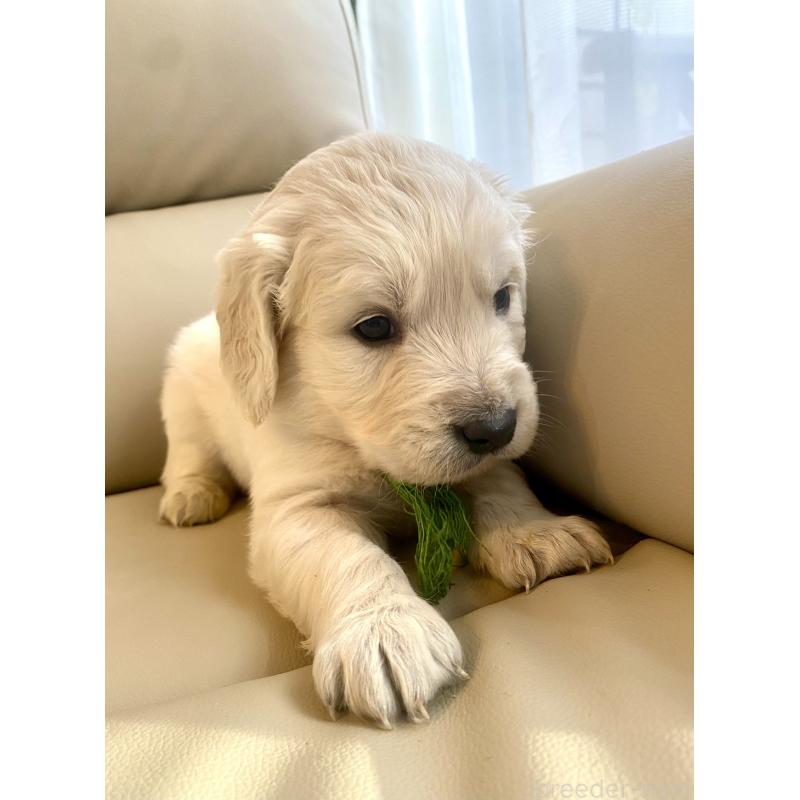 販売中の東京都のゴールデンレトリーバー-440376の64枚目