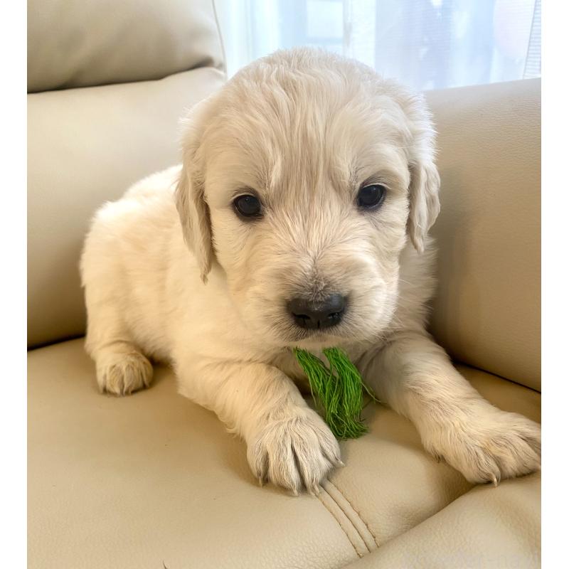 販売中の東京都のゴールデンレトリーバー-440376の63枚目