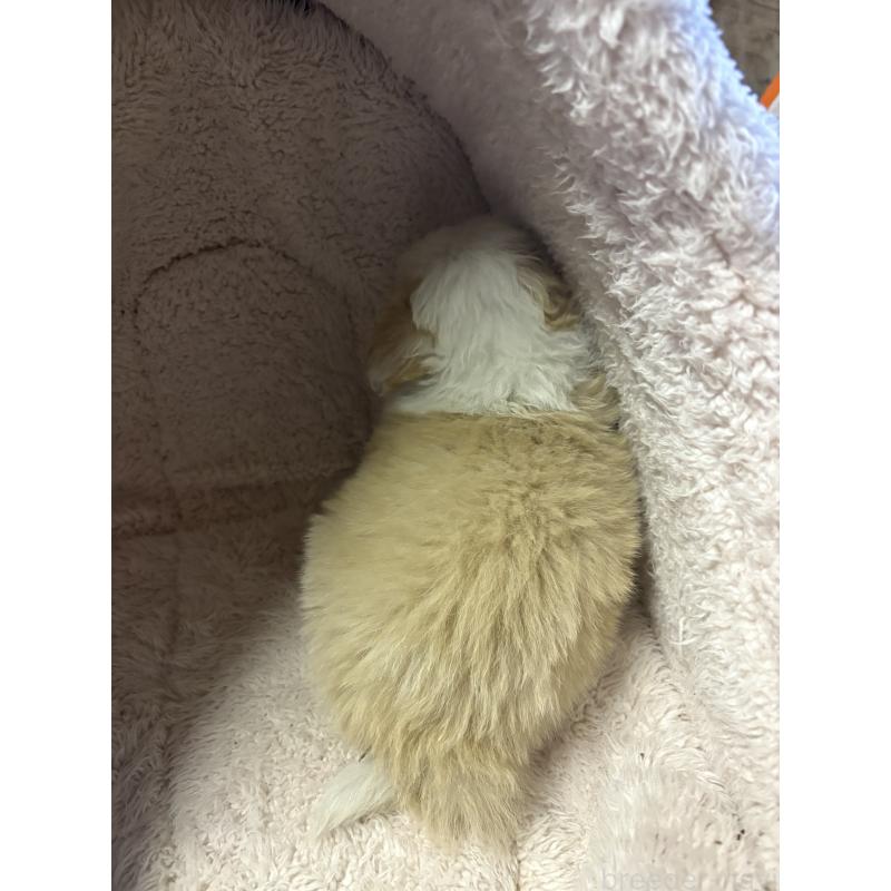 販売中の兵庫県のボーダーコリー-441021の2枚目