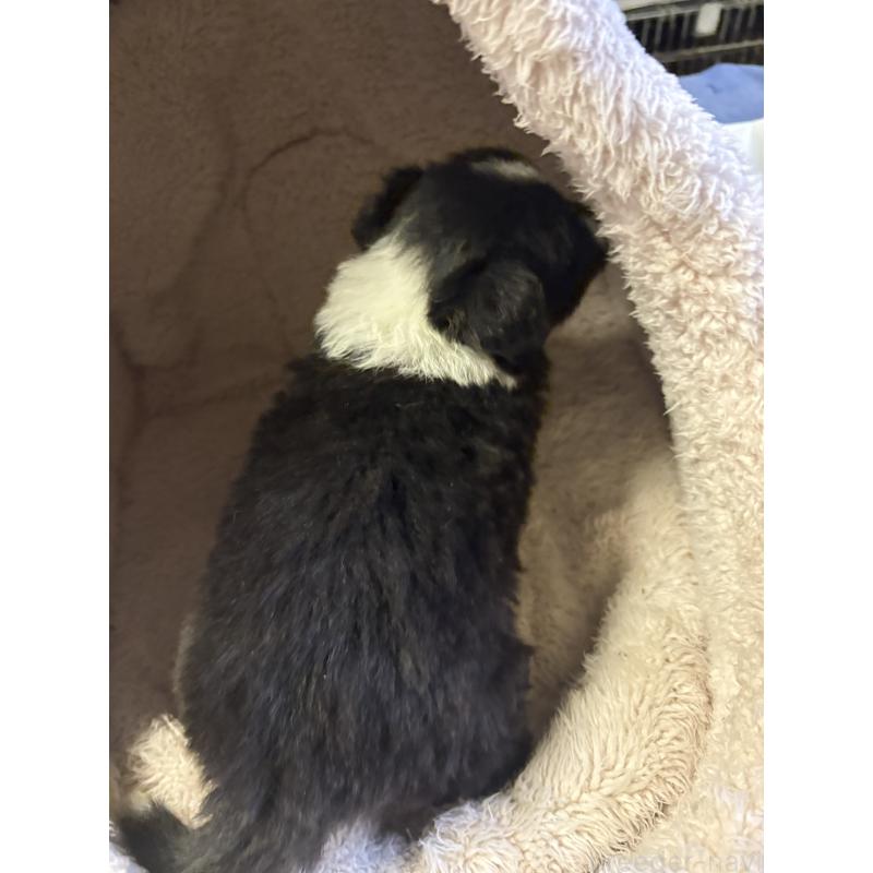 販売中の兵庫県のボーダーコリー-441023の2枚目