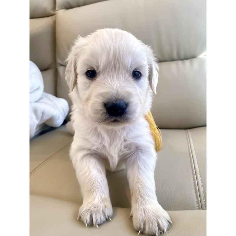 販売中の東京都のゴールデンレトリーバー-440373の66枚目