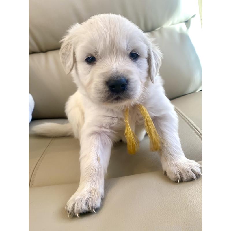 販売中の東京都のゴールデンレトリーバー-440373の65枚目