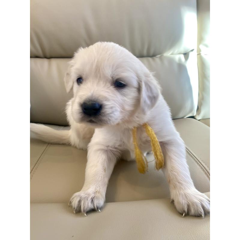 販売中の東京都のゴールデンレトリーバー-440373の64枚目