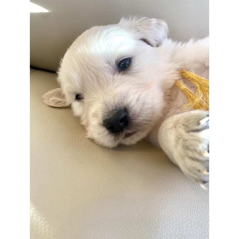 販売中の東京都のゴールデンレトリーバー-440373の63枚目