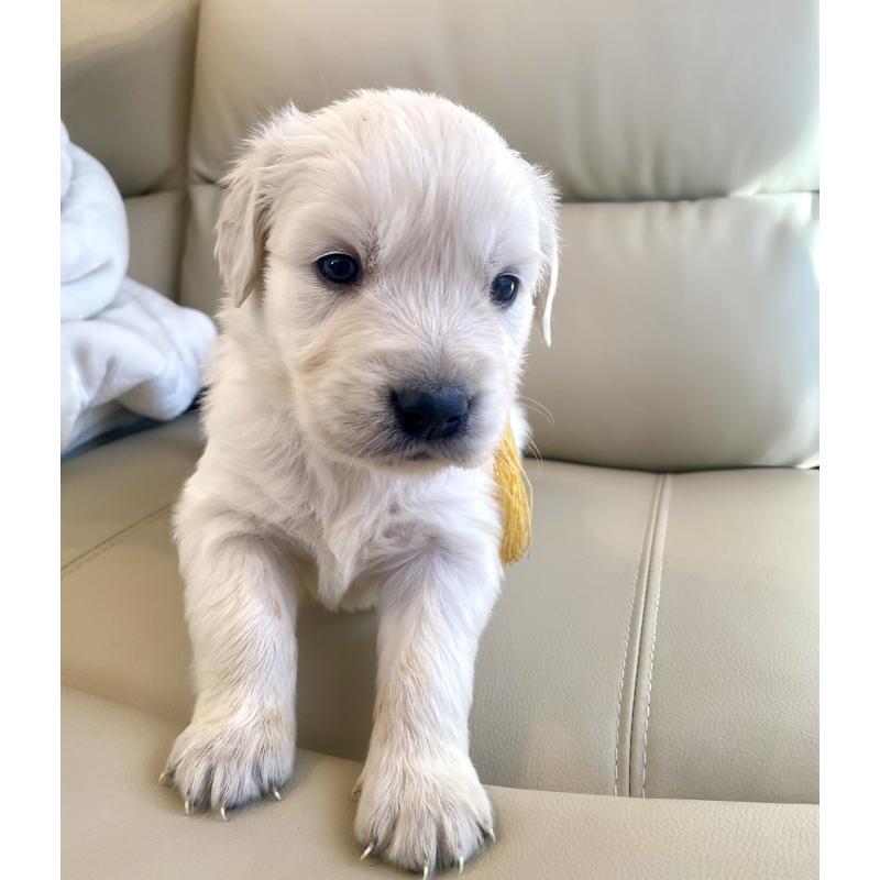 販売中の東京都のゴールデンレトリーバー-440373の61枚目