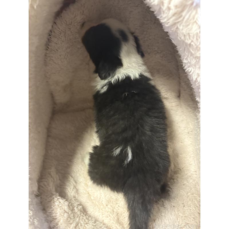 販売中の兵庫県のボーダーコリー-441026の2枚目