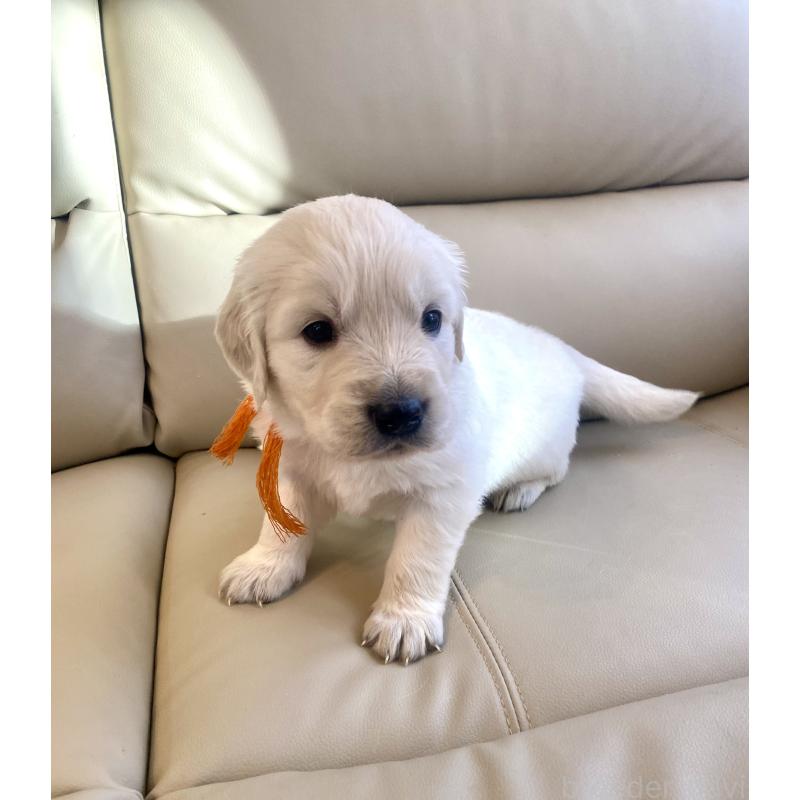 成約済の東京都のゴールデンレトリーバー-440363の6枚目