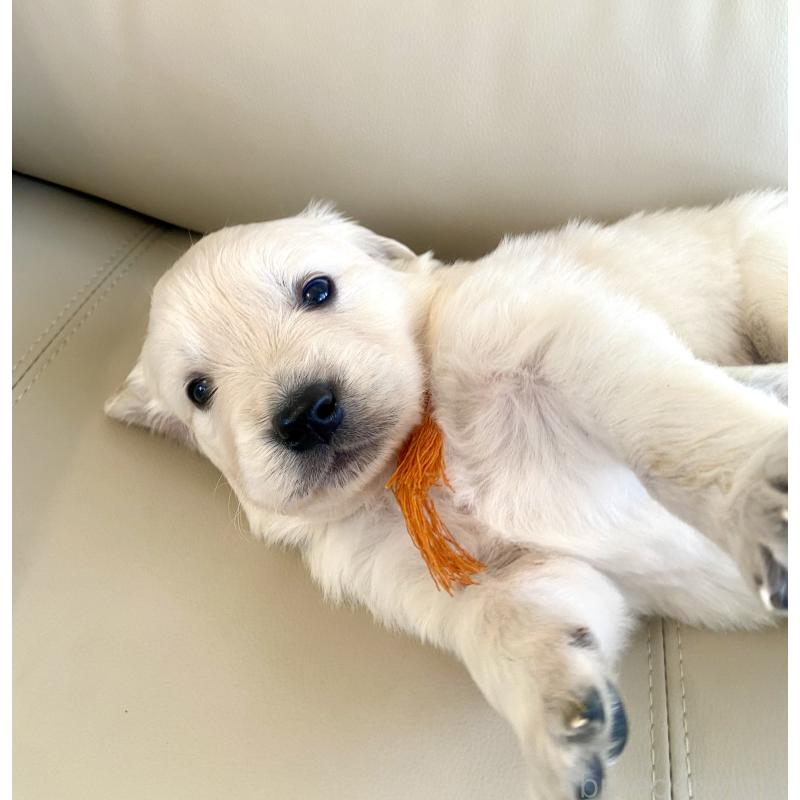 成約済の東京都のゴールデンレトリーバー-440363の5枚目