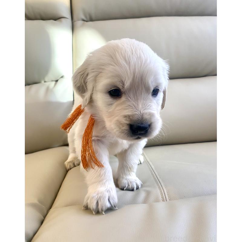 成約済の東京都のゴールデンレトリーバー-440363の4枚目