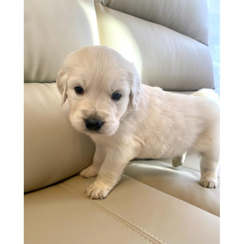 成約済の東京都のゴールデンレトリーバー-440363の3枚目