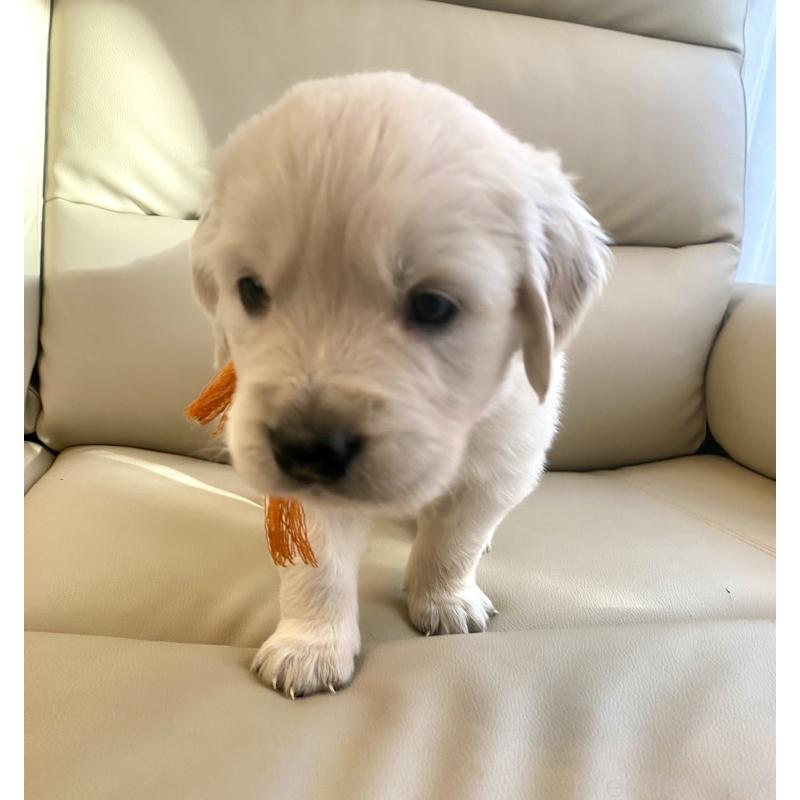 成約済の東京都のゴールデンレトリーバー-440363の2枚目