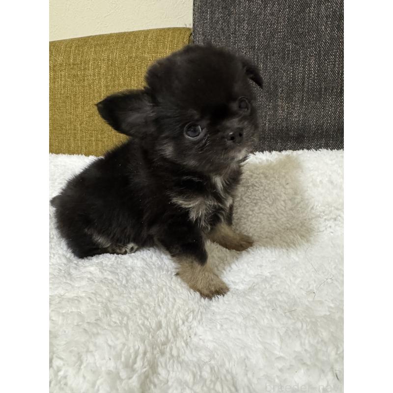 販売中の滋賀県のチワワ(ロングコート)-441028の5枚目