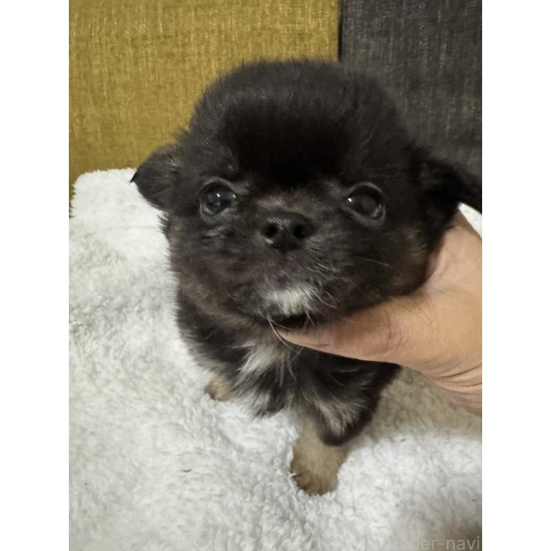 販売中の滋賀県のチワワ(ロングコート)-441028の3枚目