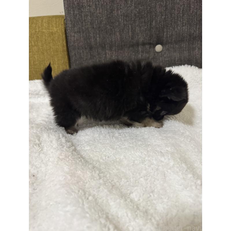 販売中の滋賀県のチワワ(ロングコート)-441028の2枚目